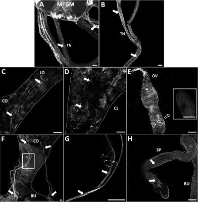 Investigating the role of glycoprotein hormone GPA2/GPB5 signaling in reproduction in adult female Rhodnius prolixus